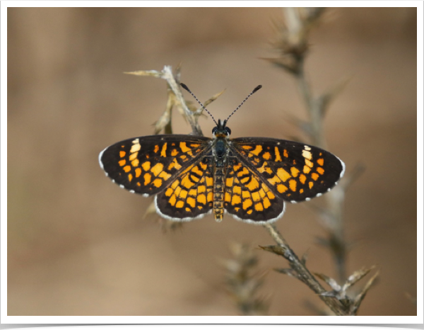 Tiny Checkerspot